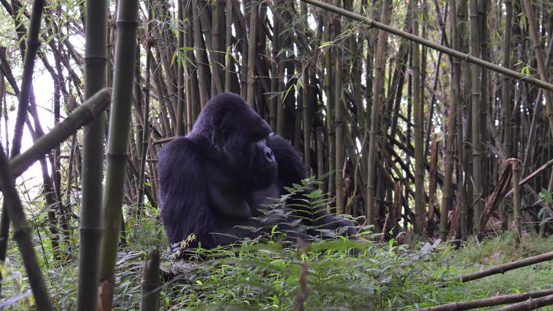 Mountain gorillas in Volcanoes National Park, Rwanda