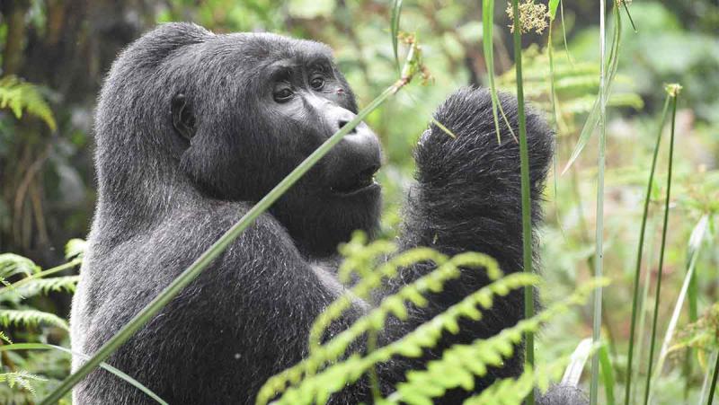 Gorilla tracking_Rwanda_Classic Vacations