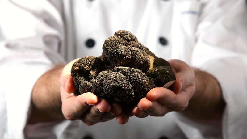 Chef holding black truffles 