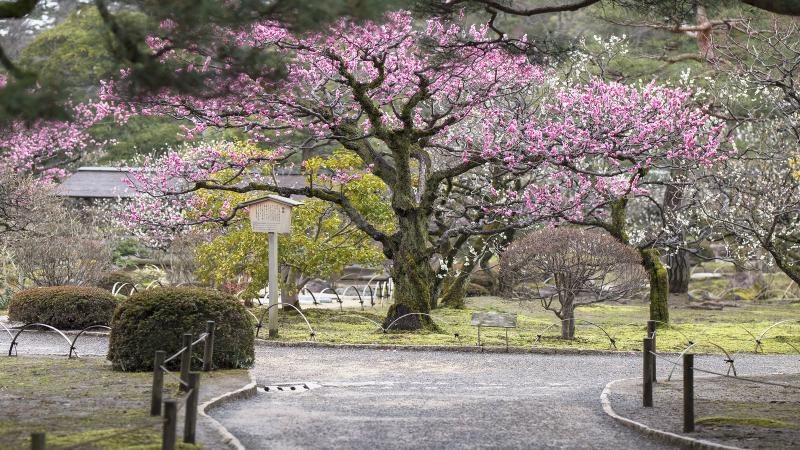 InsideJapan Tours Kanazawa_Kenrokuen Gardens