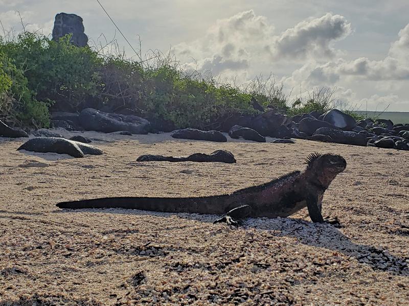 Marine iguana on Espanola