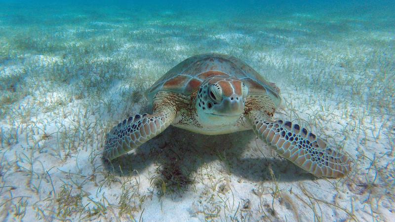 Turtle at Tobago Cays
