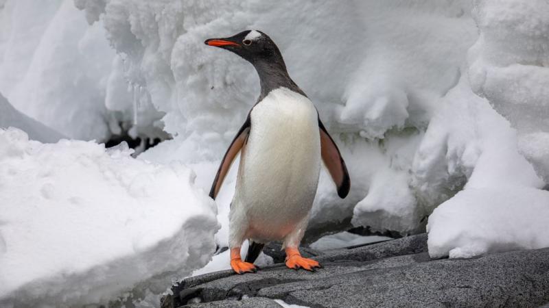 Spotting penguins is a popular activity on an Antarctica expedition voyage. 