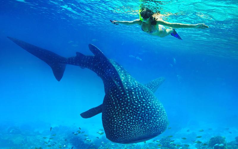 Whale Shark known as Butanding locally