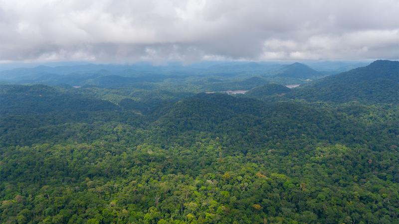 The rainforest of Gabon