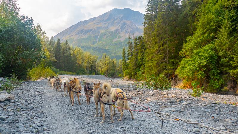 Alaska Exclusive Essentials Collection (Skagway)_Skagway Yukon Dog Sledding And White Pass Summit Adventure