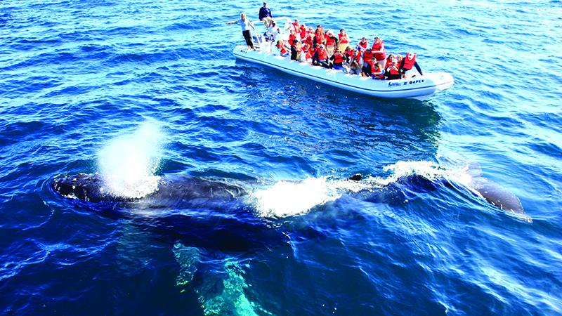Whale watching in Riviera Nayarit