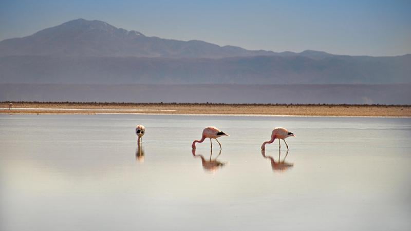Atacama Desert with flamingos in the foreground
