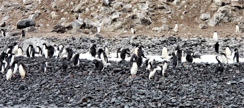 Penguins galore are everywhere in Antarctica