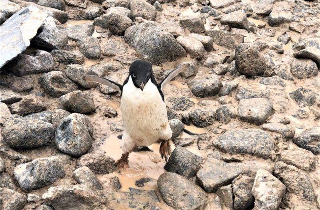 Cute penguins are one plus of an Antarctic cruise.
