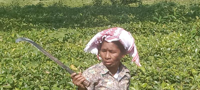 atcl assam tea farms