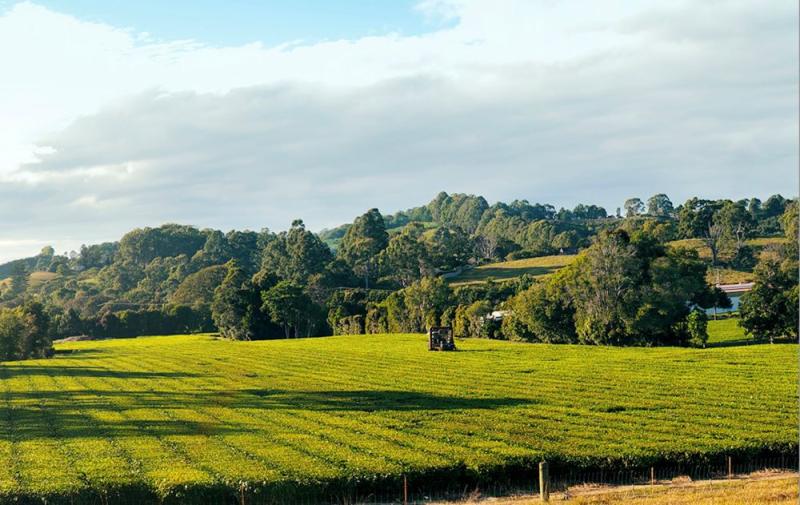 madura tea estate