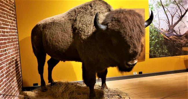 At Louisville's Frazier History Museum, a bison is among the exhibits representing the territory of the Lewis & Clark Expedition, which began in Louisville, KY. 