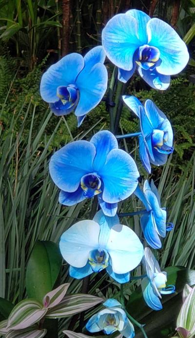 Blue orchids are a stunningly gorgeous complement to the green flora beds on Icon of the Seas. 