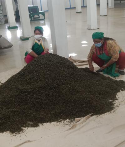 makaibari tea estate