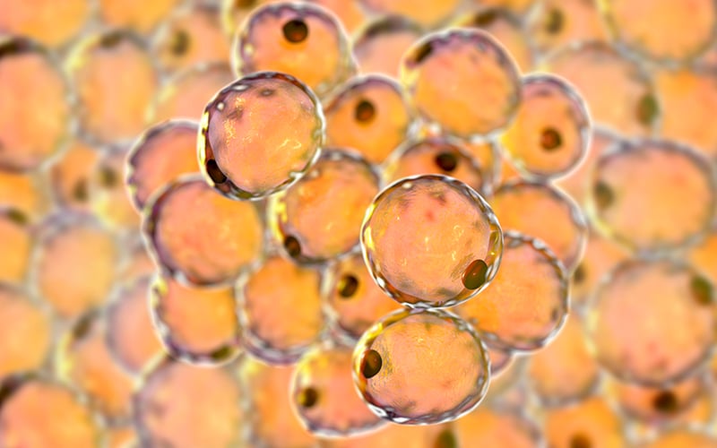 3D rendering of fat cells 