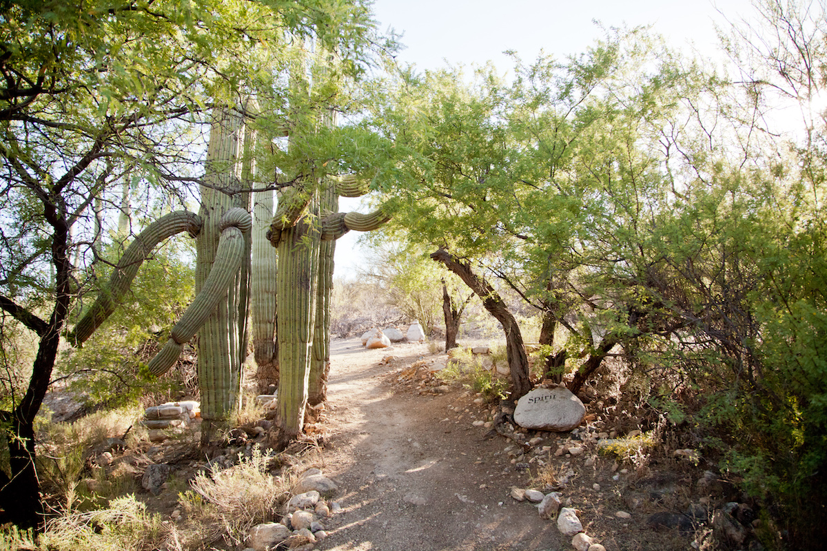 Hotel resort Tucson Arizona desert path