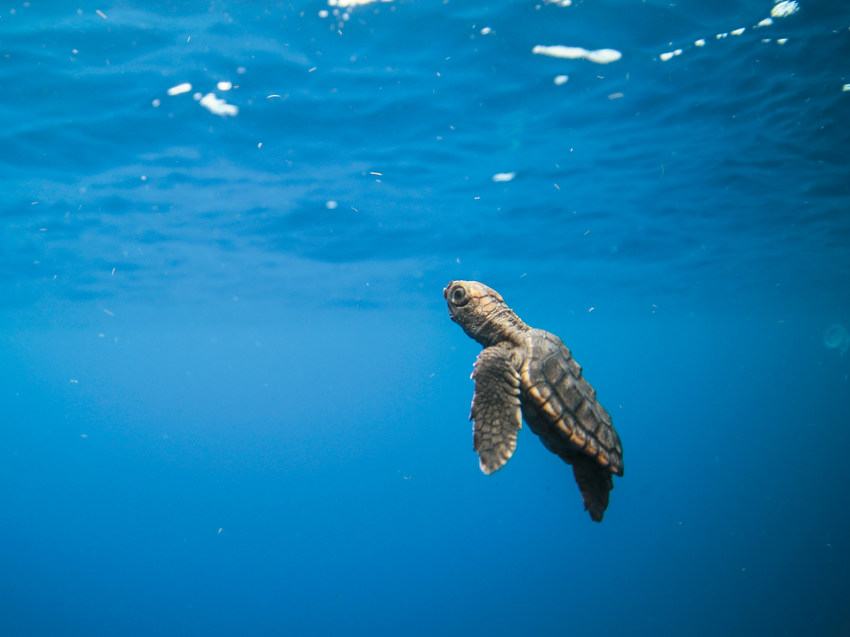 Saltability is working to save the sea turtles
