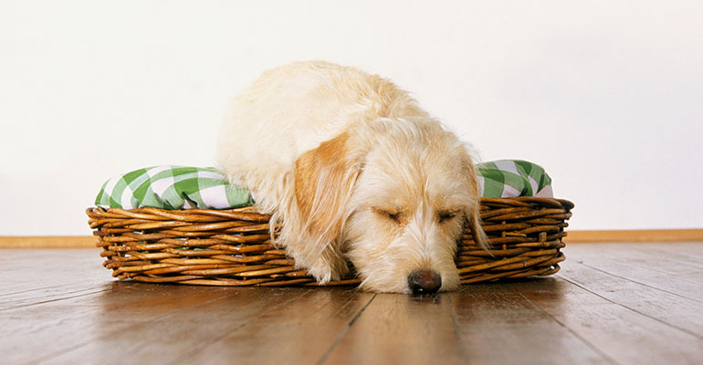 l 3 sleeping dogs images l 3 sleeping dogs images