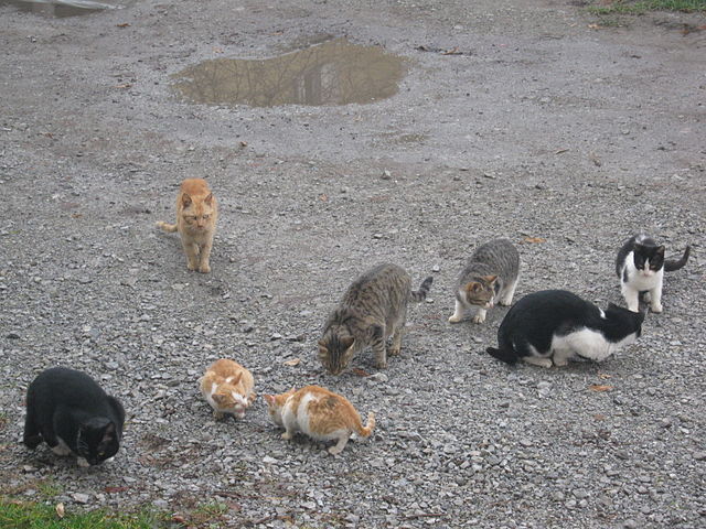 herding cats