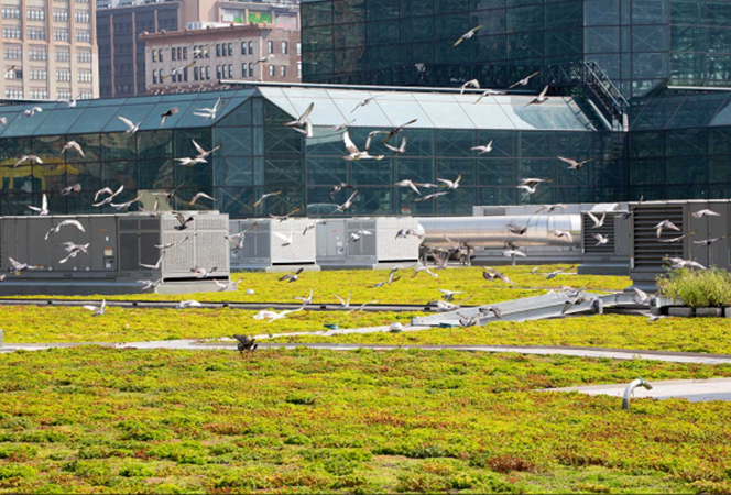 Birds fly over the Javits Centers green roof