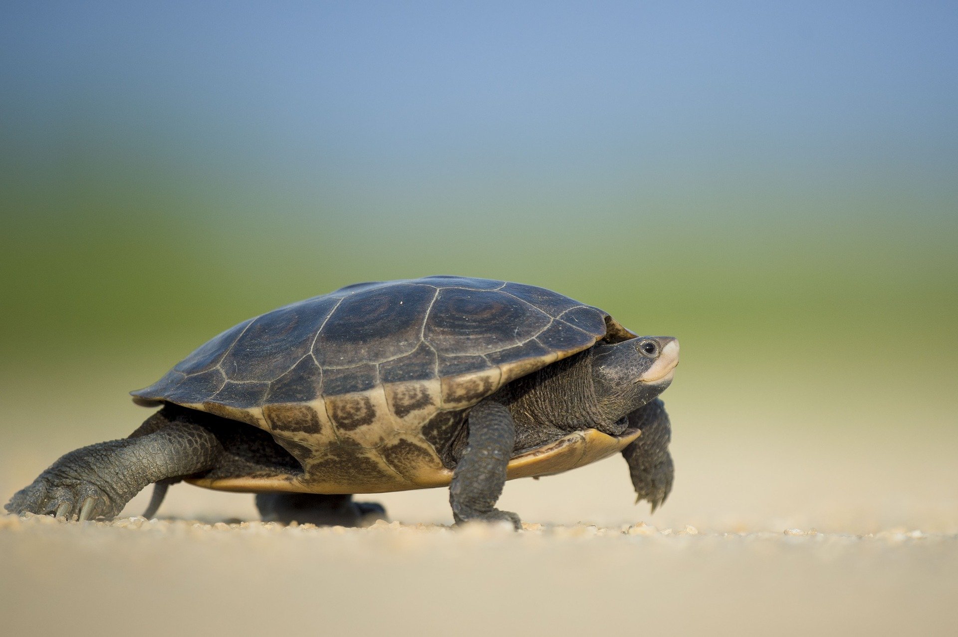 slow moving turtle