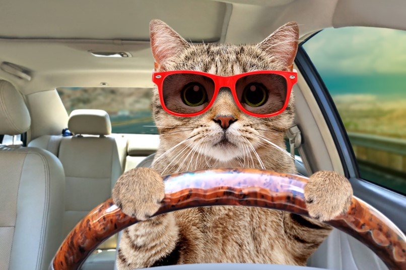cat driving car for use with year end tally of top stories FE