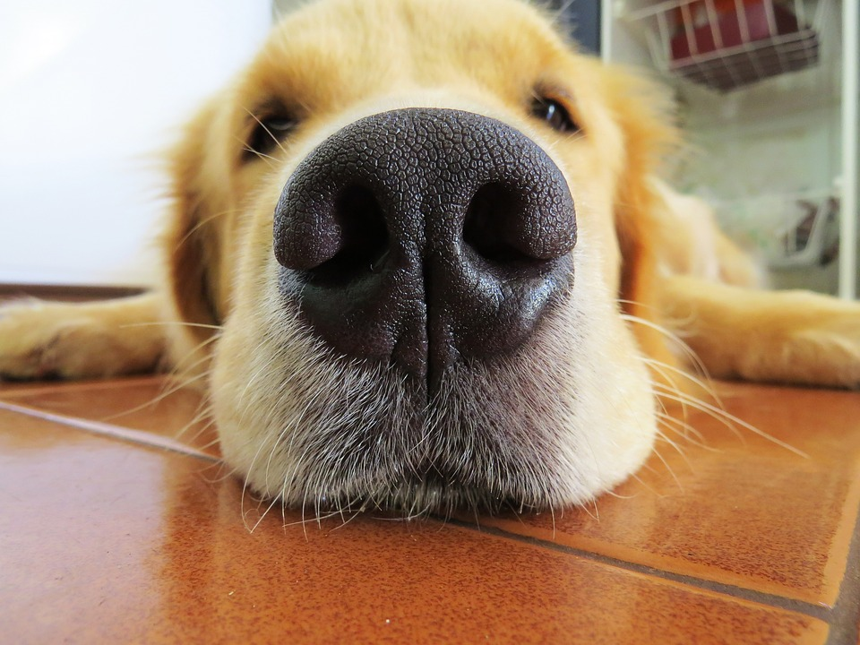 Developers expect a new CMOS type smell sensor to achieve a resolution equivalent to a dogs nose 