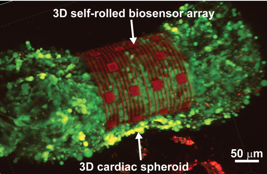 3D sensors help researchers study how heart cells interact