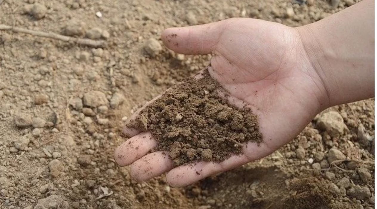 University of Sheffield develops sensors to monitor phosphates in soil