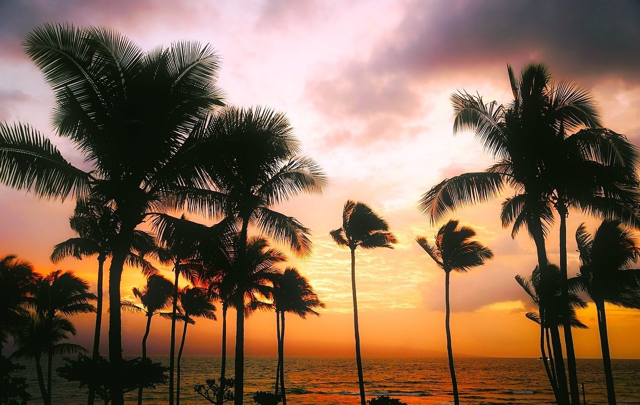 Hawaii trees