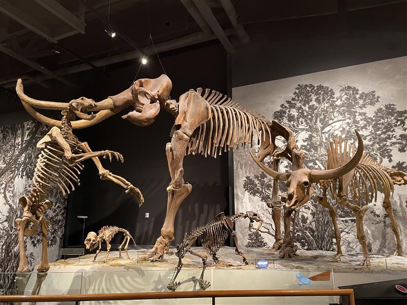 Mammoth dinos Salt Lake City Museum of Natural History