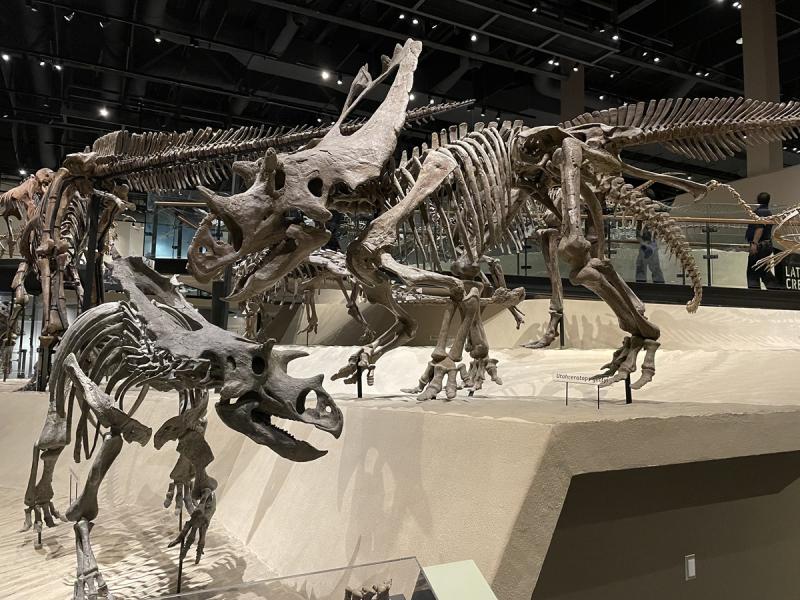 Triceratops dinos Salt Lake City Museum of Natural History