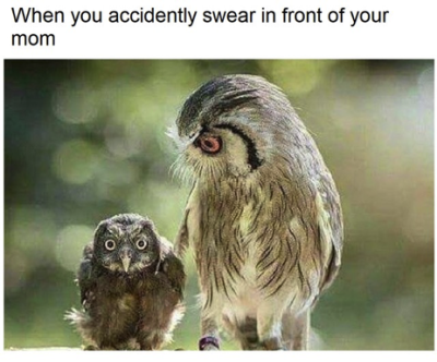 Photo of an adult owl looking down at a baby owl. The adult owl looks disapproving, the baby owl looks shocked. Caption: "When you accidently swear in front of your mom"