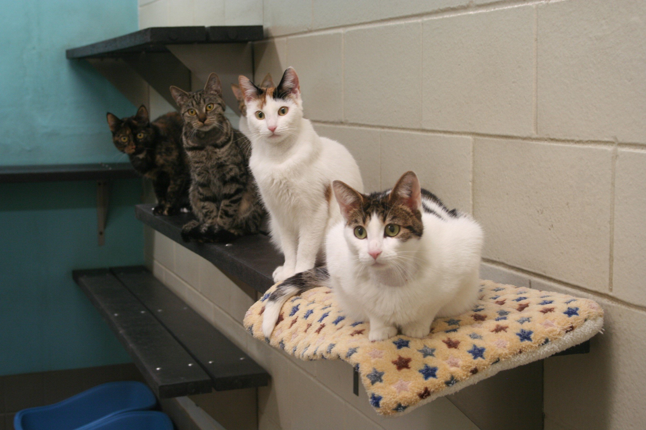 Four of the study cats involved in the research on an anti-Mllerian hormone gene therapy contraceptive for cats All of the