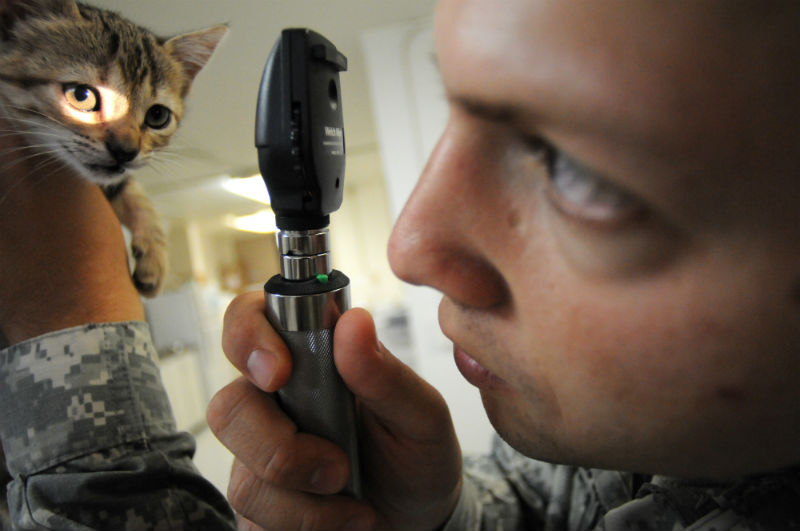 Kitten checkup