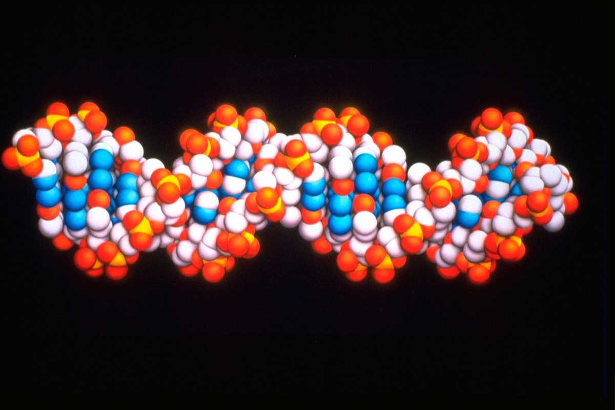 Computer model of DNA