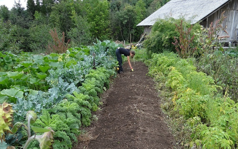 A woman crouches in a garden to plant a vegetable