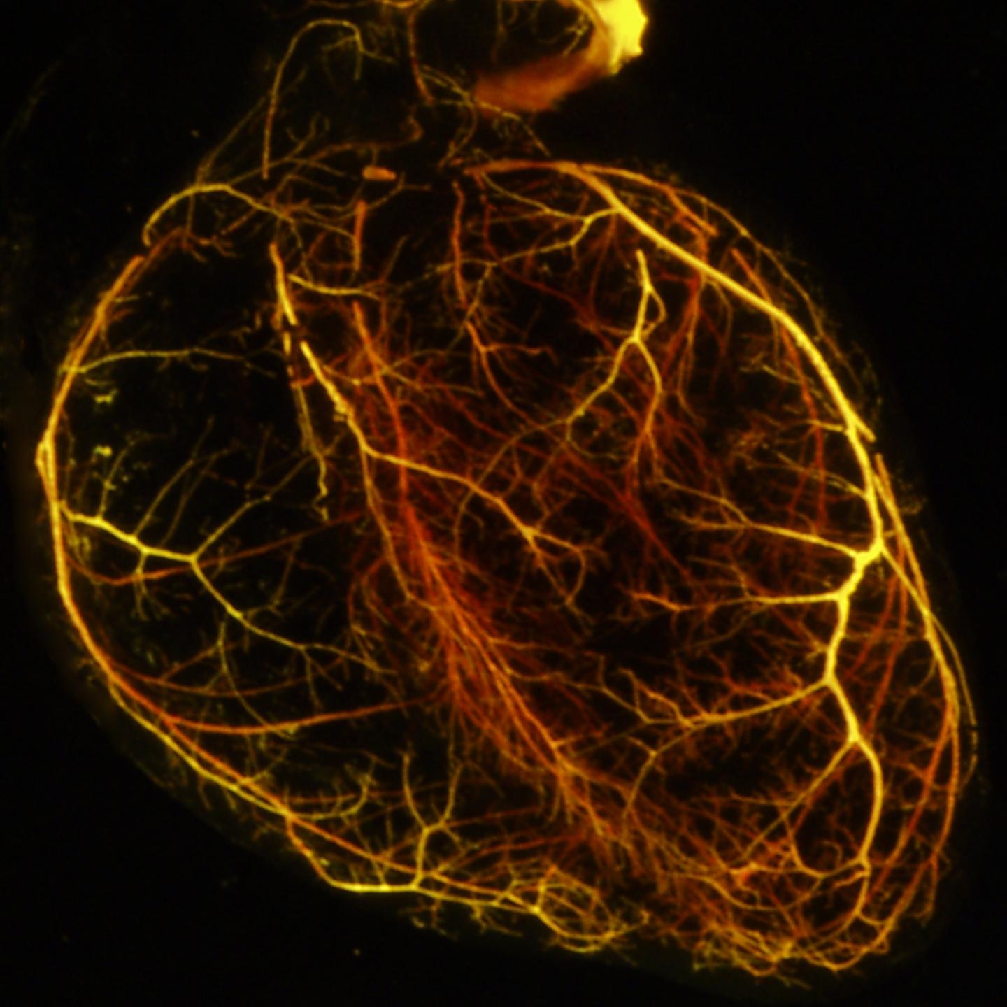 An outline of a mouse heart
