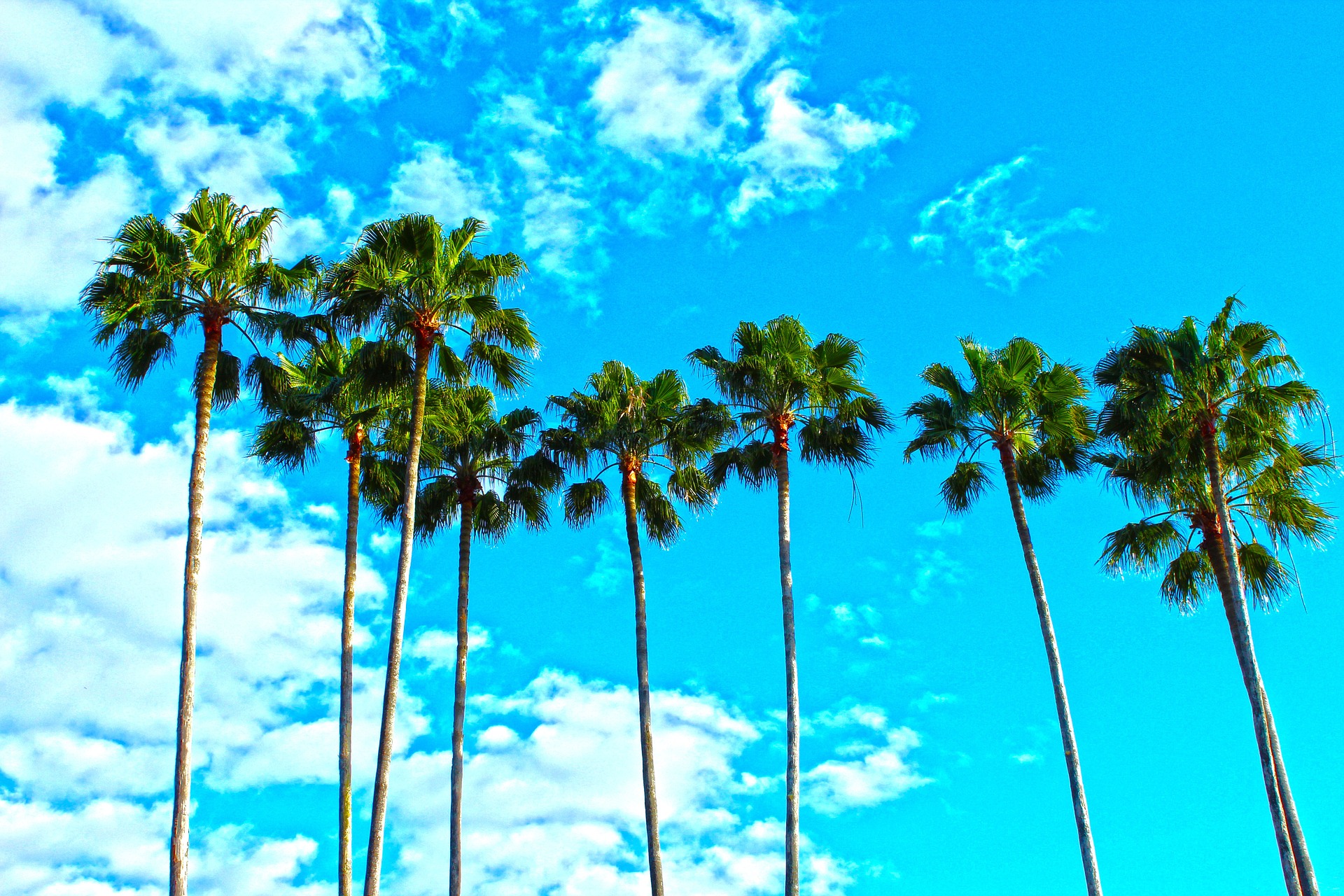 Palm trees set against blue sky