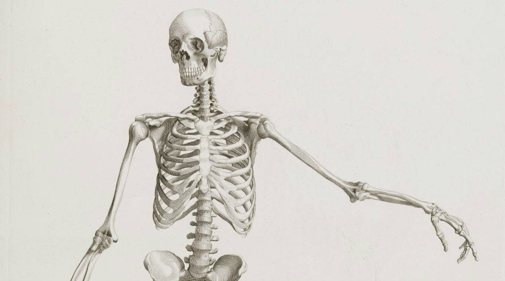 illustration of a human skeleton
