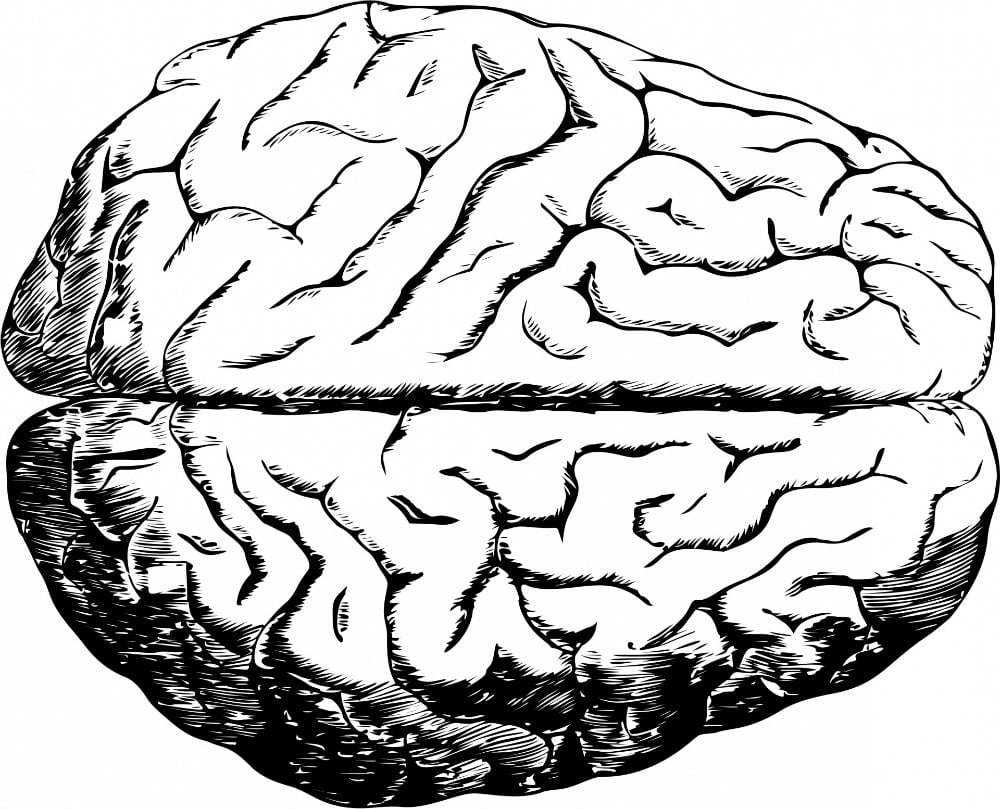 a black and white drawing of a human brain