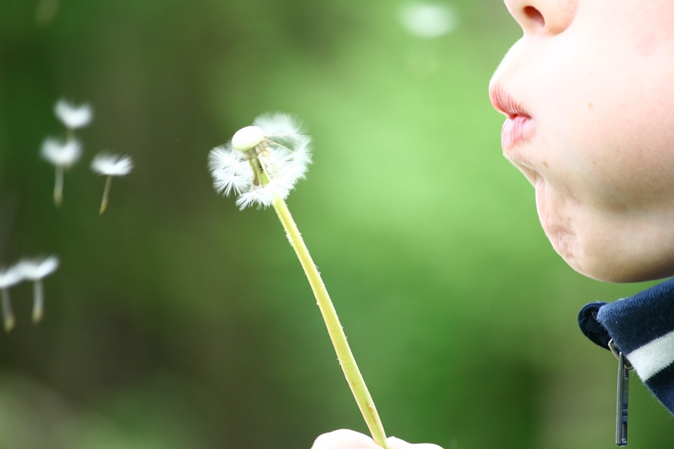a child blowing on a dandelion