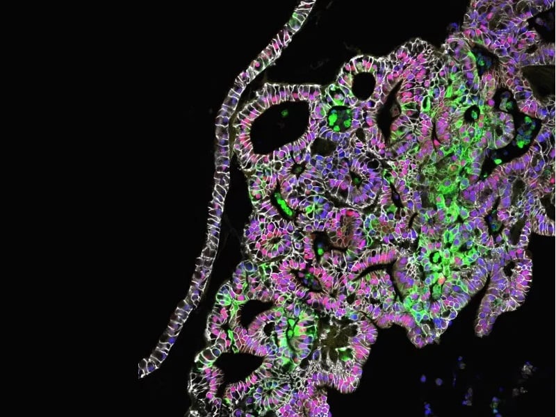 confocal microscopic image of tissue-generated stomach cells