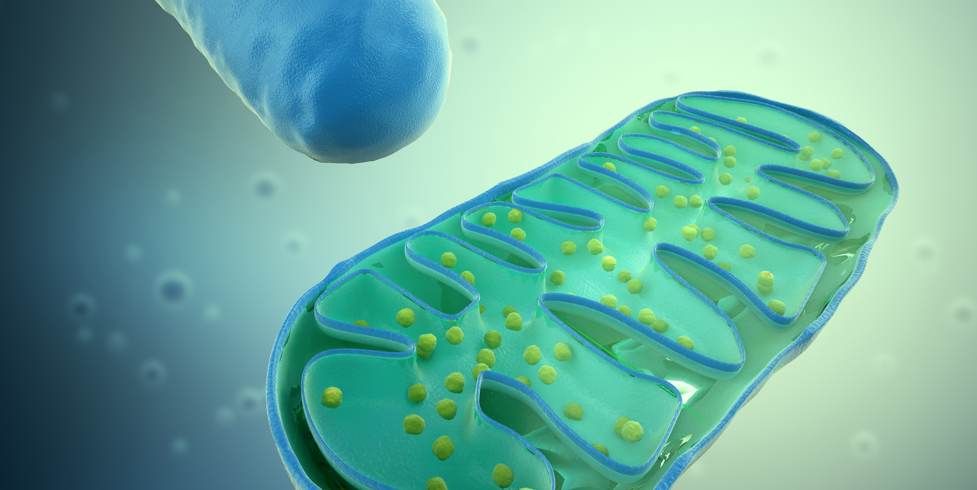 ImmunoMet image of mitochondria