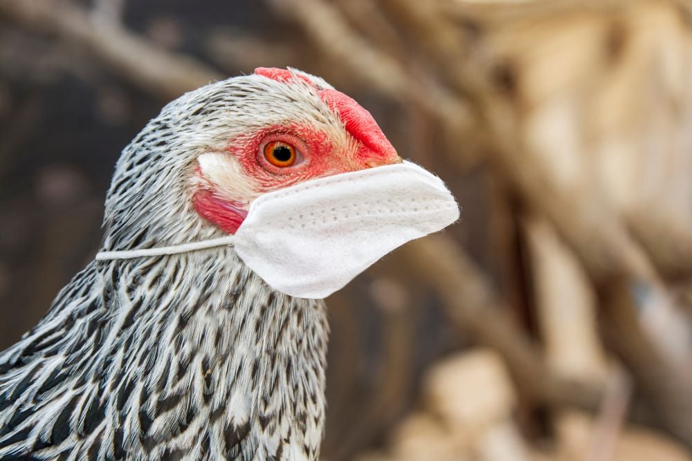 BARDA hands Moderna $176M to push avian flu vaccine through trials