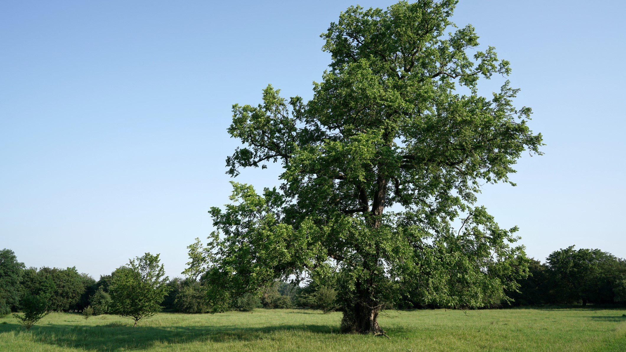 Elm tree