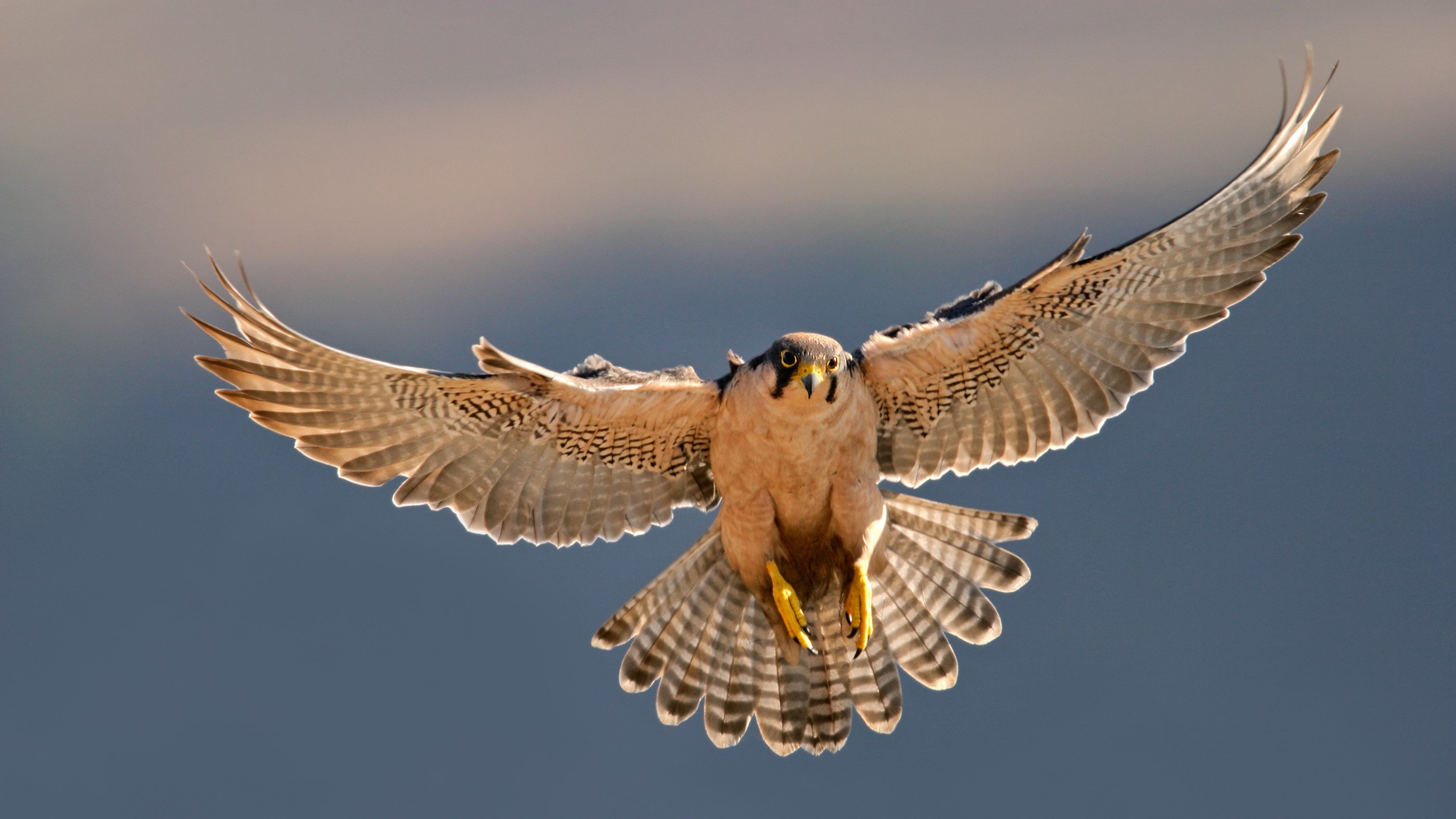 Falcon bird of prey