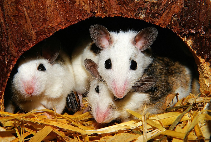 three mice