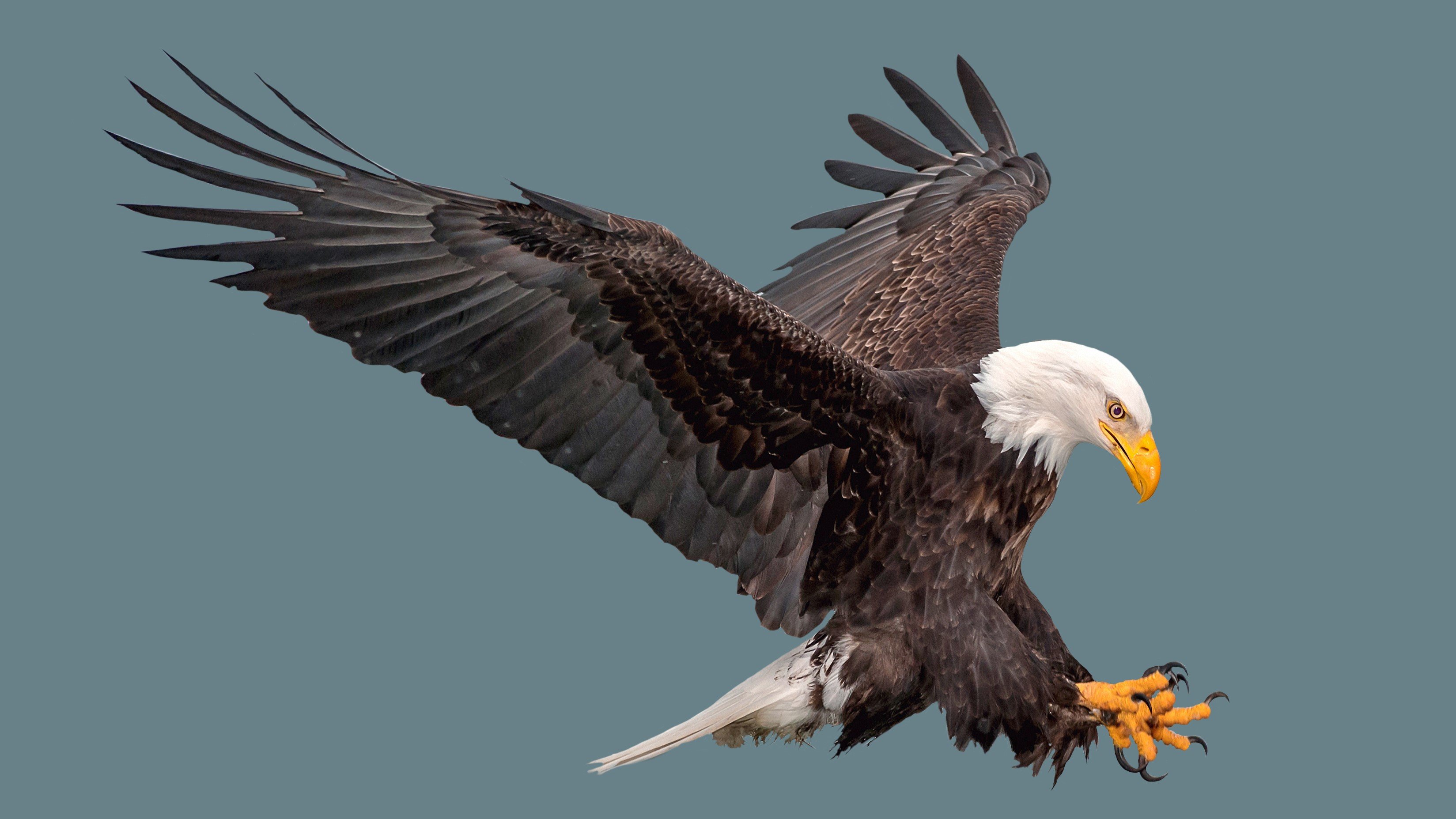 eagle bird swoop dive catch prey